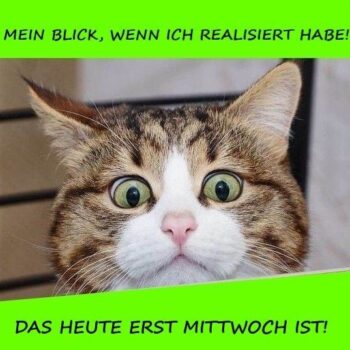 Mittwoch Katzen Bilder 000.jpg